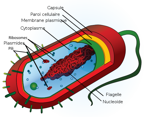 Anatomie d’une bactérie
