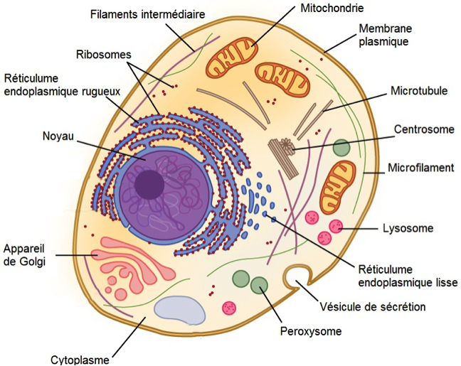 Diagramme : Cellule