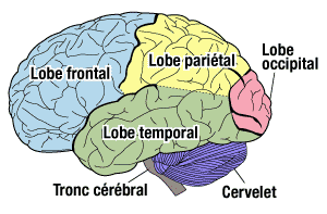 Les lobes du cerveau, le cervelet et le tronc cérébral