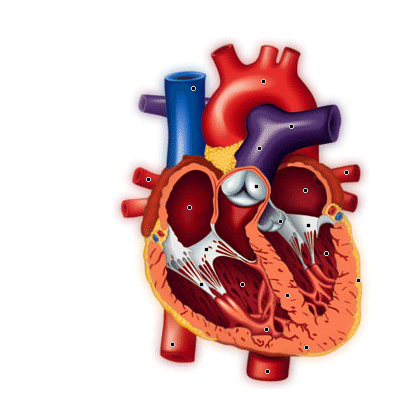Anatomie interne du coeur