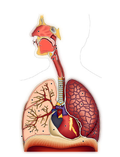 Anatomie générale du système respiratoire