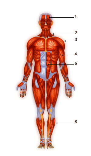 Les muscles principaux antérieures