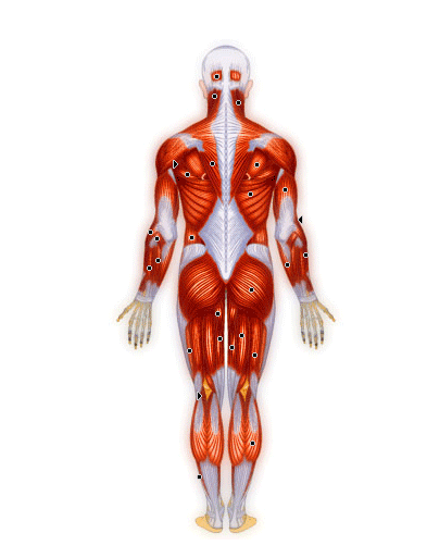Les muscles principaux postérieurs
