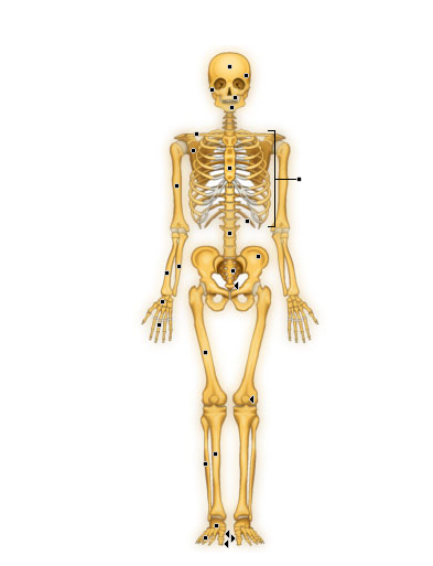 Le squelette antérieur