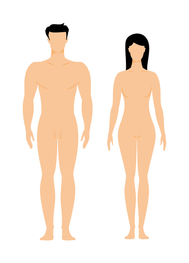 La position anatomique de l’homme et la femme
