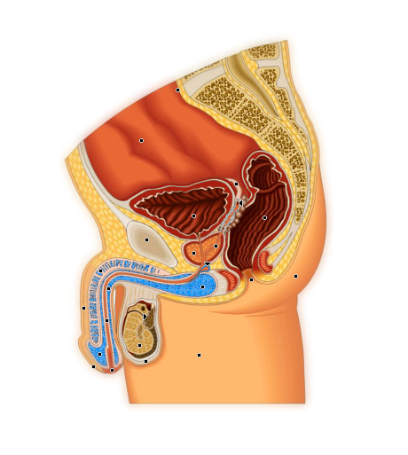 L’organe génital de l’homme -  coupe sagittal