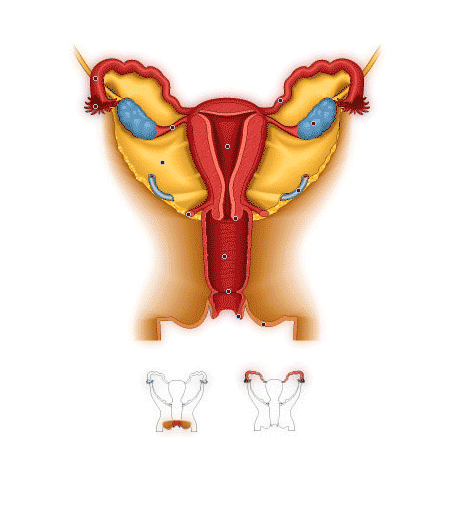 L’organe génital de la femme - coupe frontale